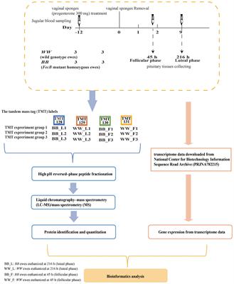 Integration analysis of pituitary proteome and transcriptome reveals fertility–related biomarkers in FecB mutant Small Tail Han sheep